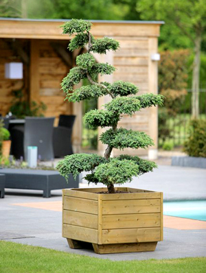 Bonsai Gartencenter-Shop24