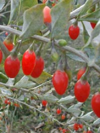 Goji-Beeren