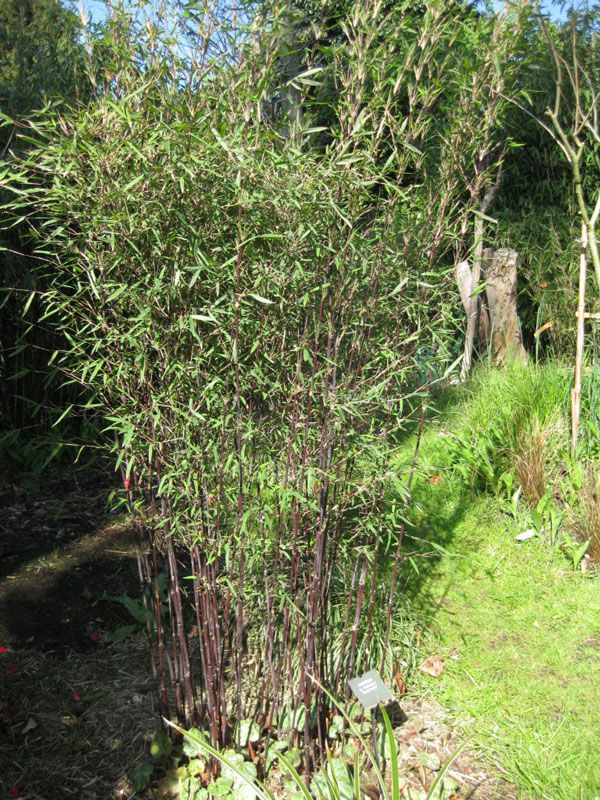 Bambus ohne Wurzelausläufer | Horstbildende Bambus