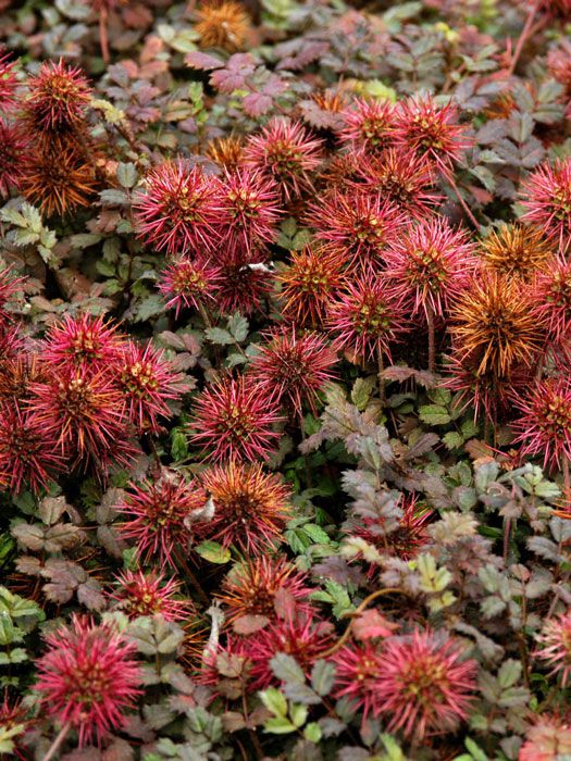 Acaena Microphylla 'Kupferteppich' – Garten-Stachelnüsschen, Wintergrün, 9cm Topf