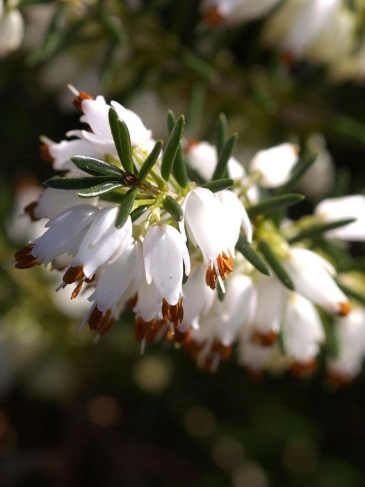 46+ Erica Carnea Kaufen, Diese winterharte pflanze, auch bekannt als