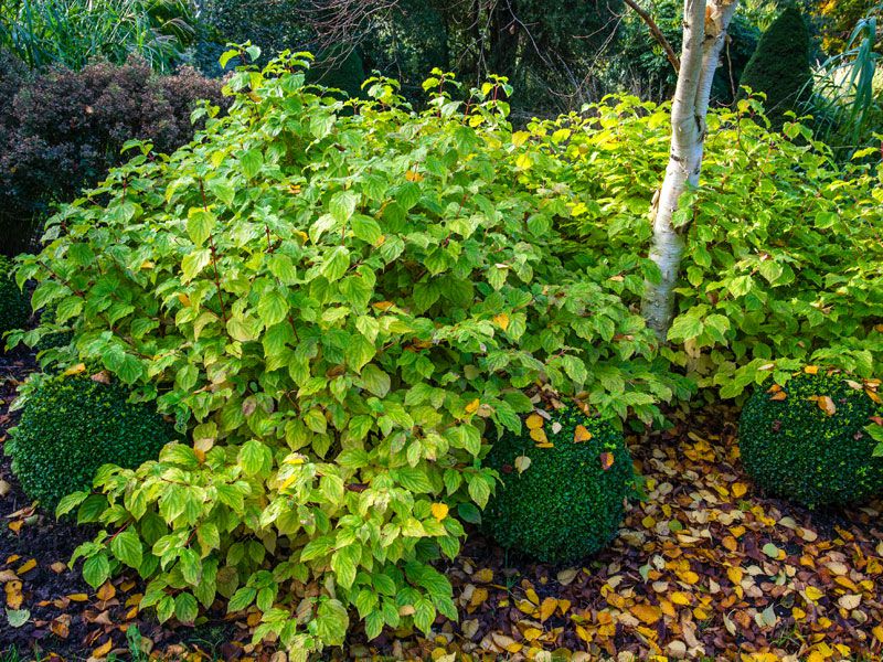 Cornus sanguinea 'Midwinter Fire', Feuer Hartriegel