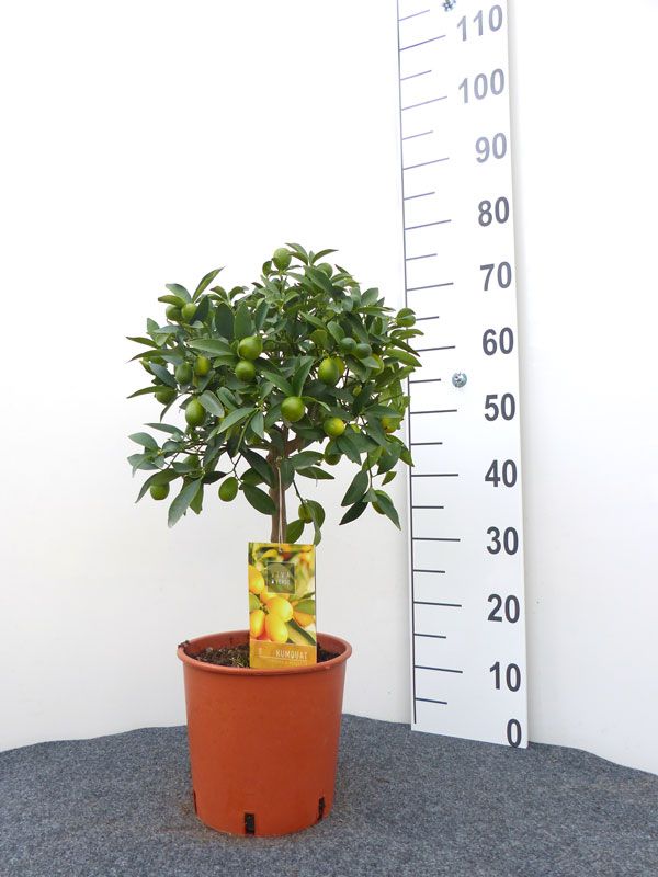 passauer-goldpomeranze-poncirus-trifoliata-passau-ha00010300