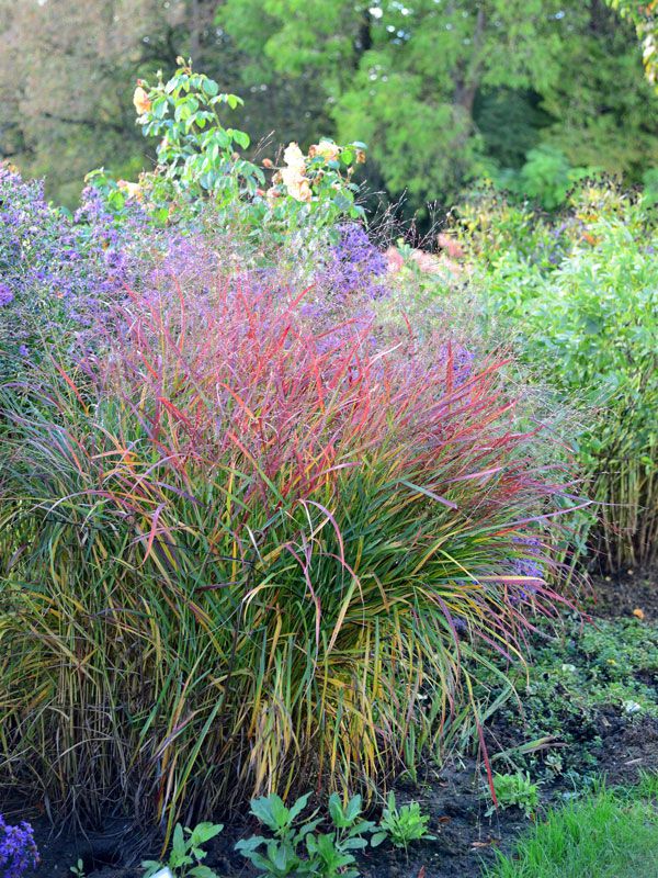 8x Panicum Virgatum 'Northwind' Ruten-Hirse - Winterharte Gartenpflanzen Im 2 Liter Topf