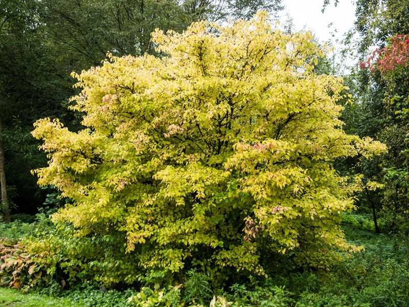 Cornus sanguinea 'Midwinter Fire', Feuer Hartriegel