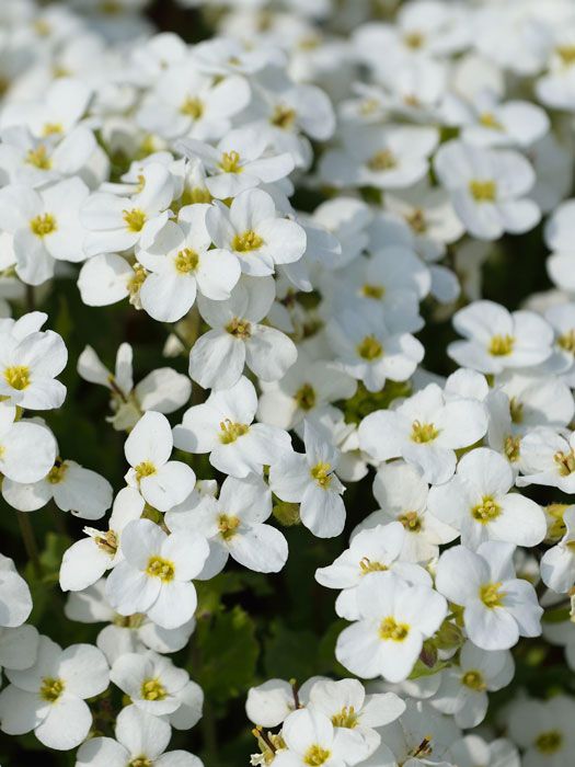 Arabis arendsii Felsenkresse