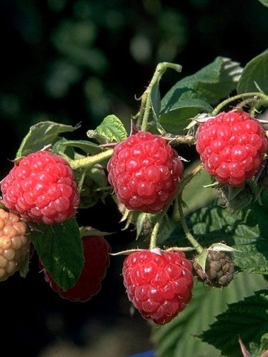 Herbsthimbeere 'Aroma Queen'