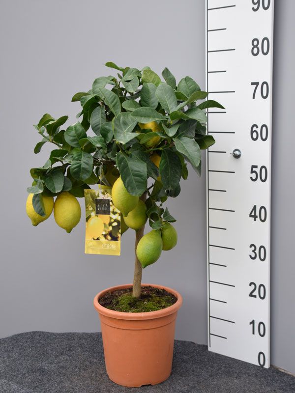 passauer-goldpomeranze-poncirus-trifoliata-passau-ha00010300