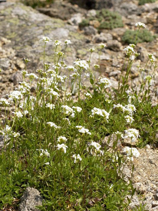 Arabis arendsii Felsenkresse