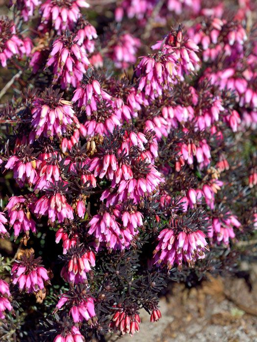 Erica carnea Rosalie, Schneeheide, online kaufen