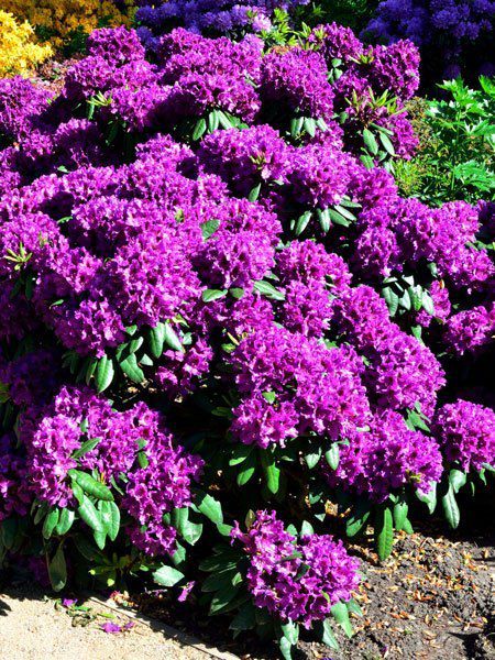 Rhododendron kaufen