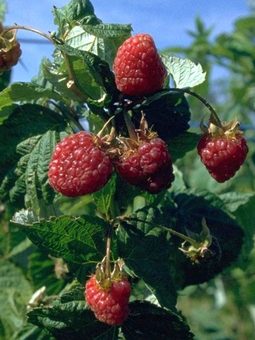 Herbsthimbeere 'Aroma Queen'